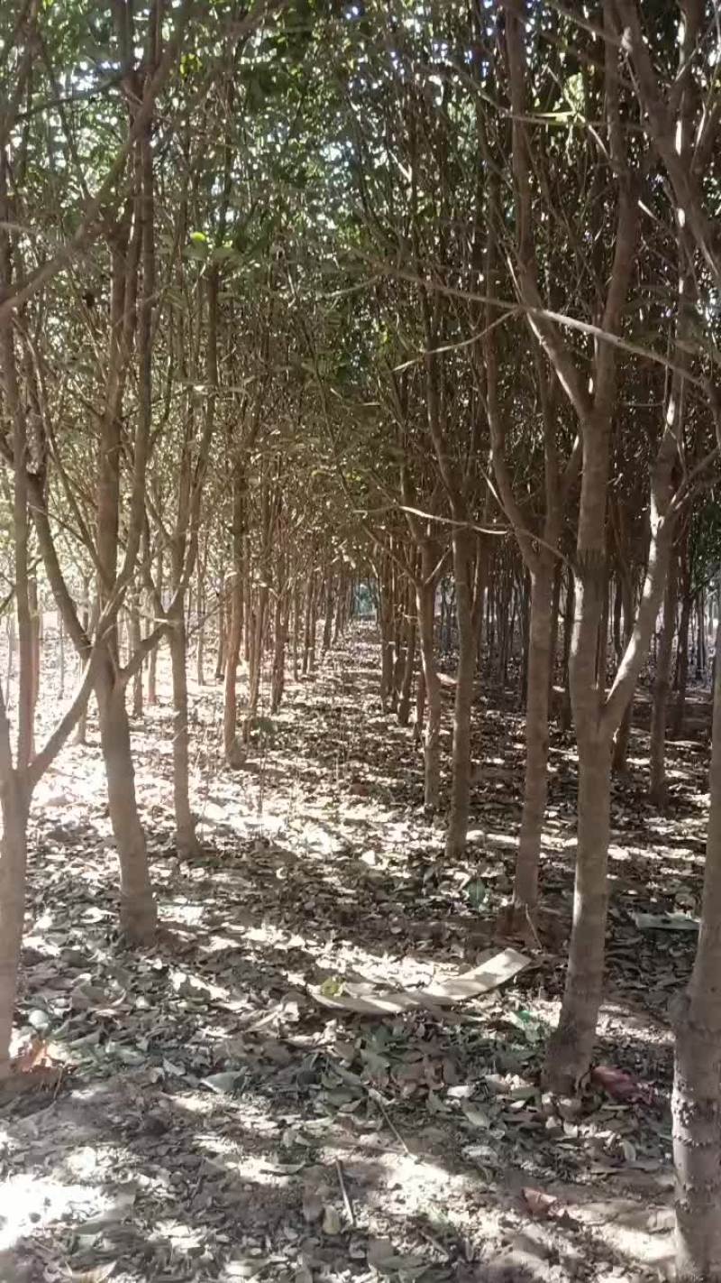 桂花