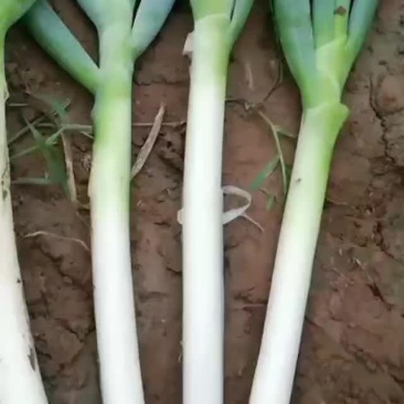 精品铁杆大葱