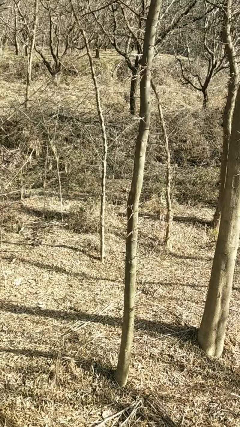 出售皂角树