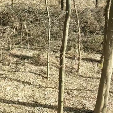 出售皂角树