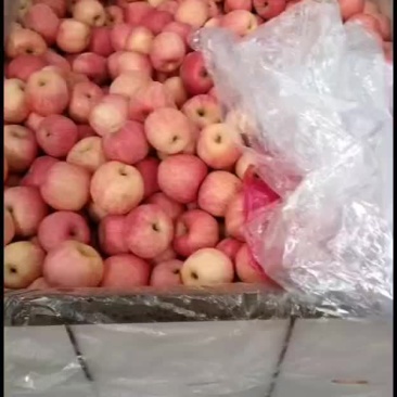 红富士苹果！片拉红都有，质量很好！！！