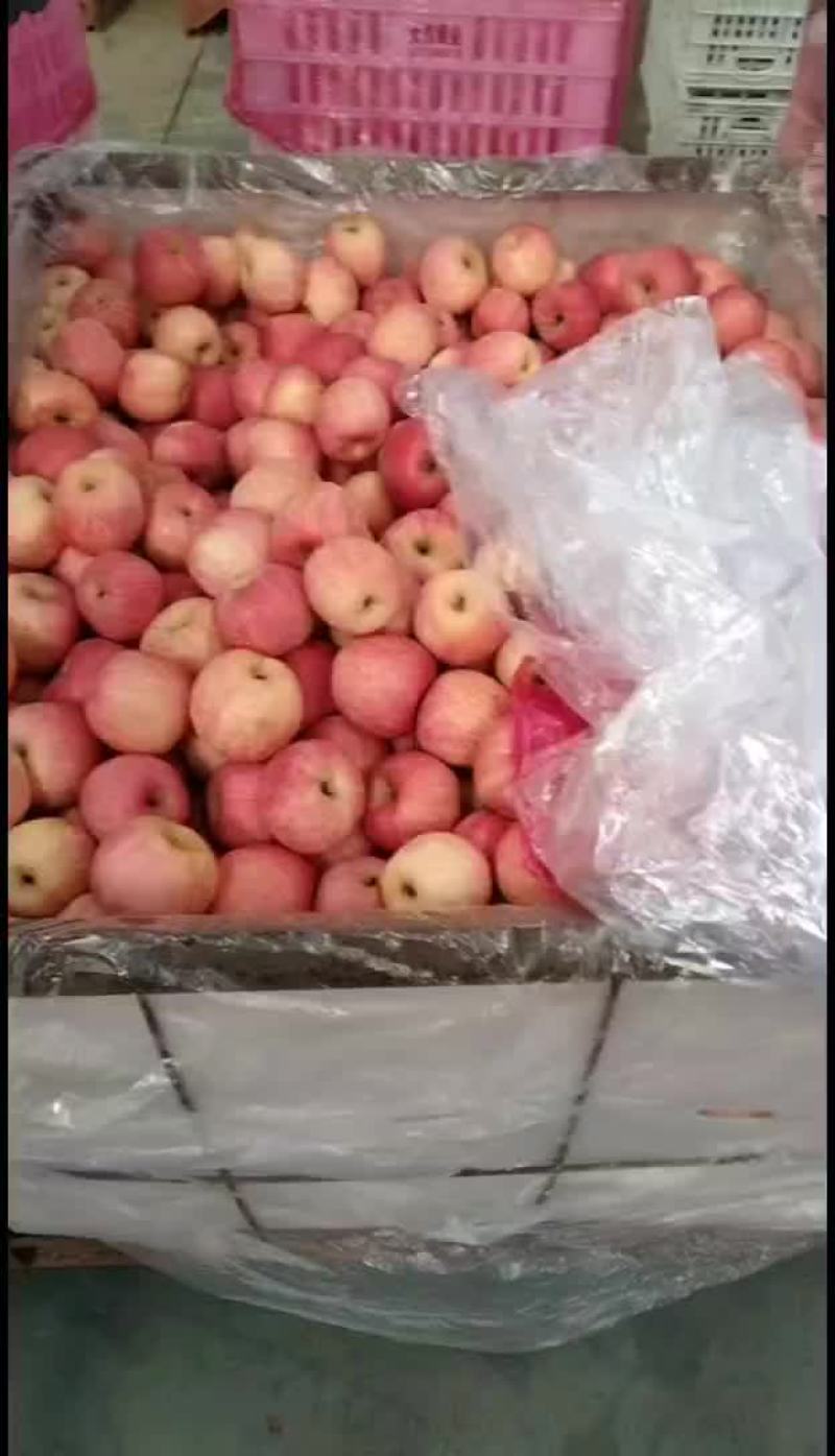 红富士苹果！片拉红都有，质量很好！！！