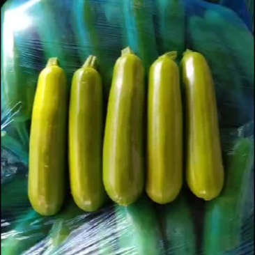 大棚油亮西葫芦
