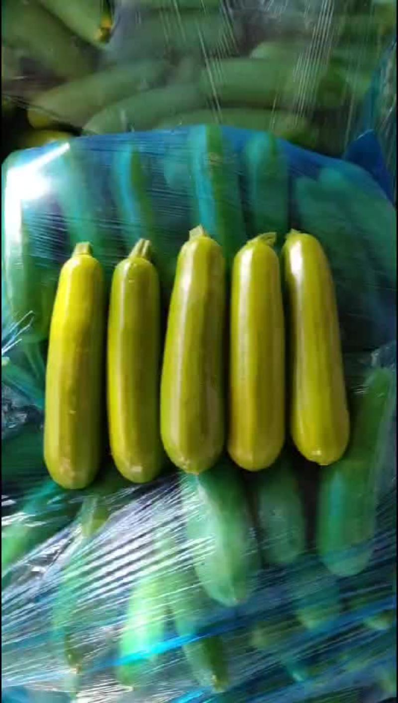 大棚油亮西葫芦