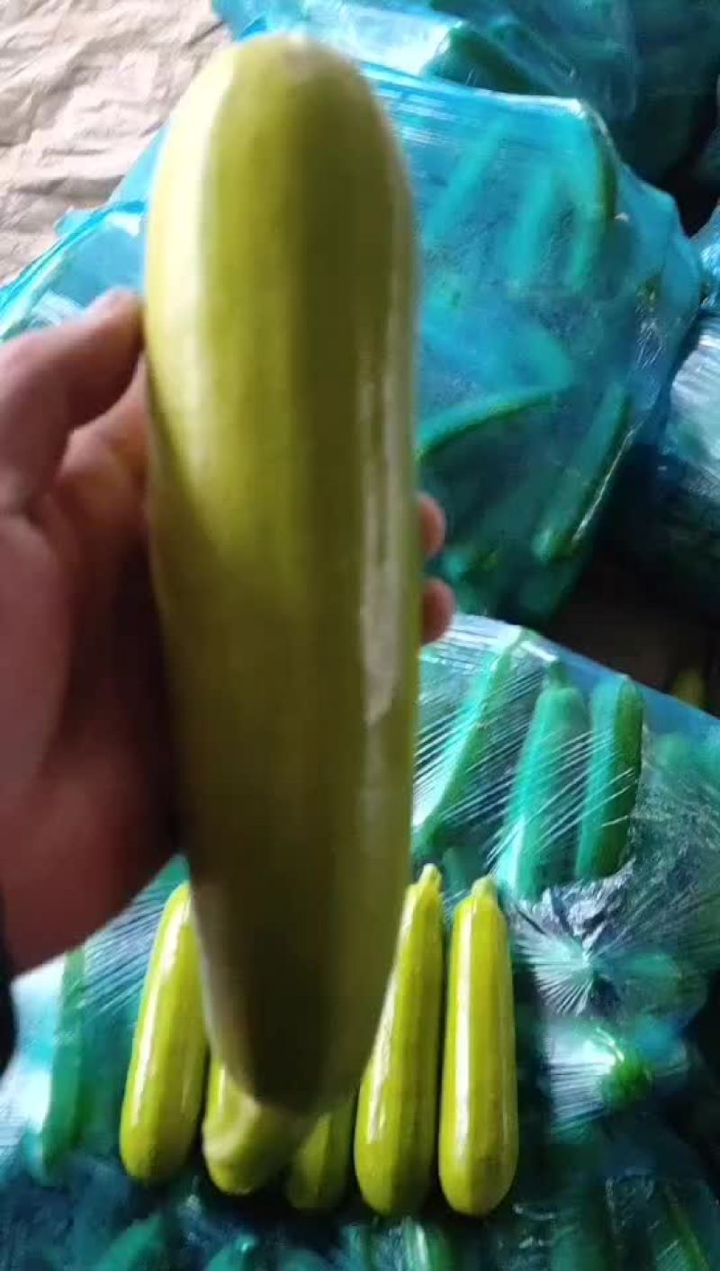 大棚油亮西葫芦