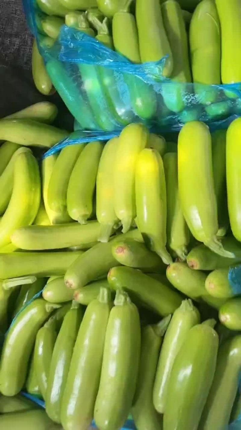 大棚油亮西葫芦