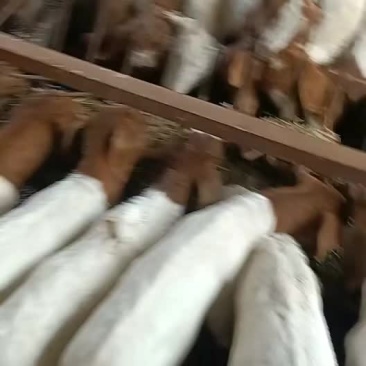 波尔山羊羊苗