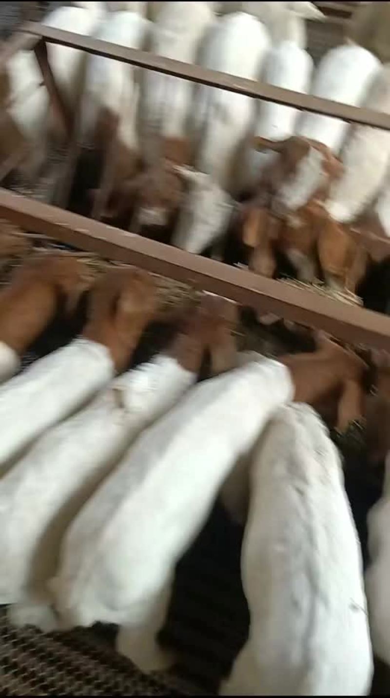 波尔山羊羊苗