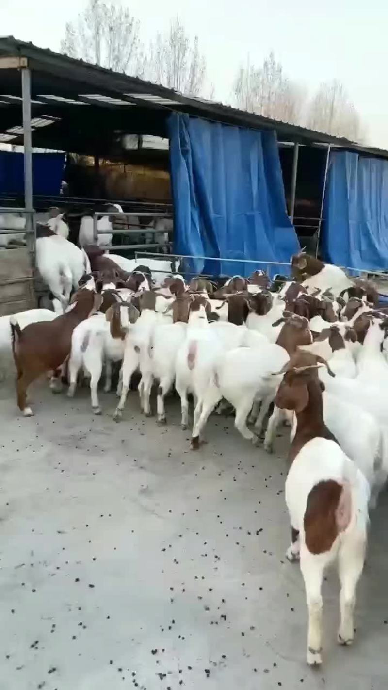 波尔山羊羊苗