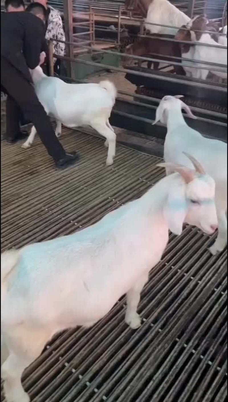 波尔山羊羊苗