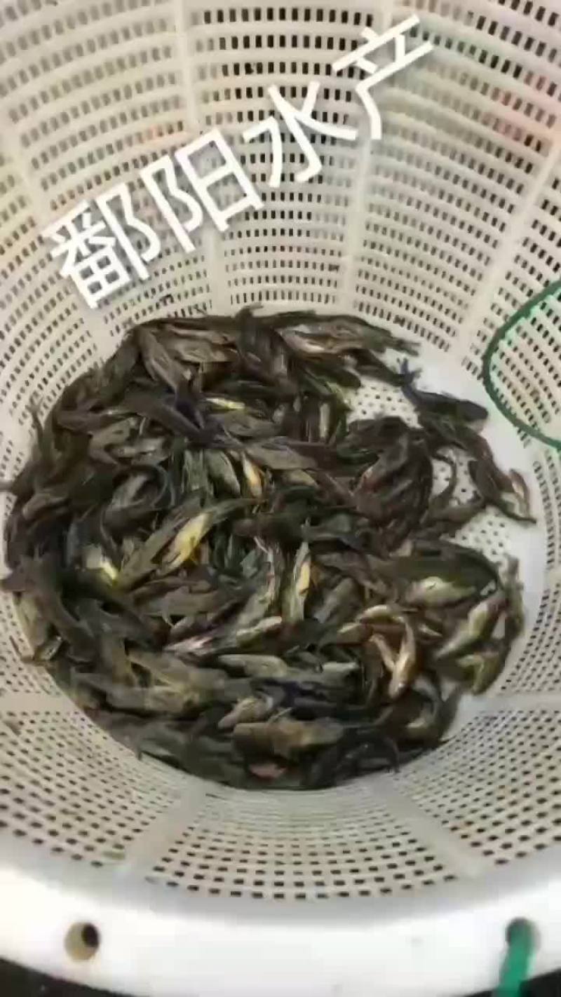 黄骨鱼黄颡鱼今日报价