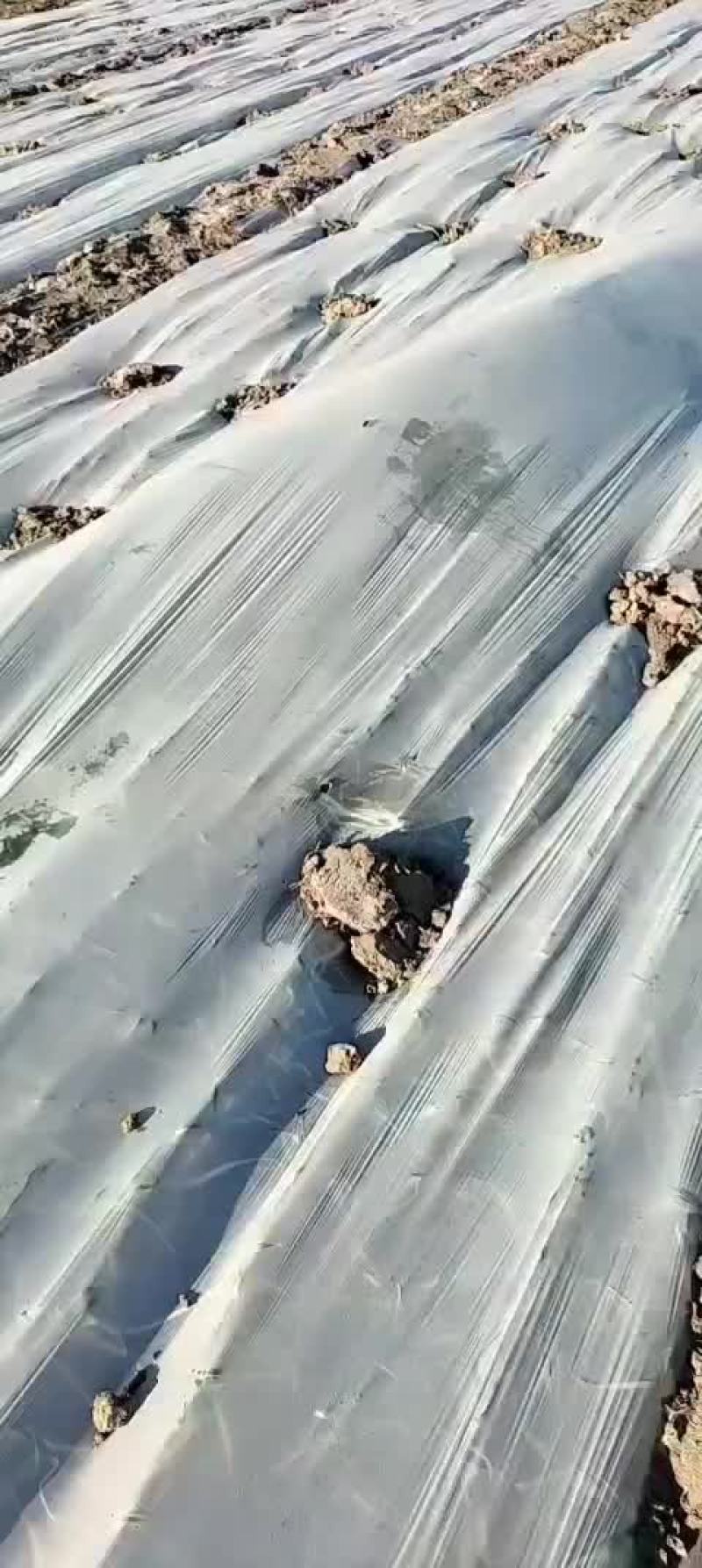 大蒜