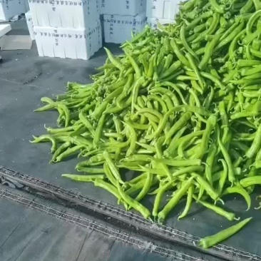 精品辣椒