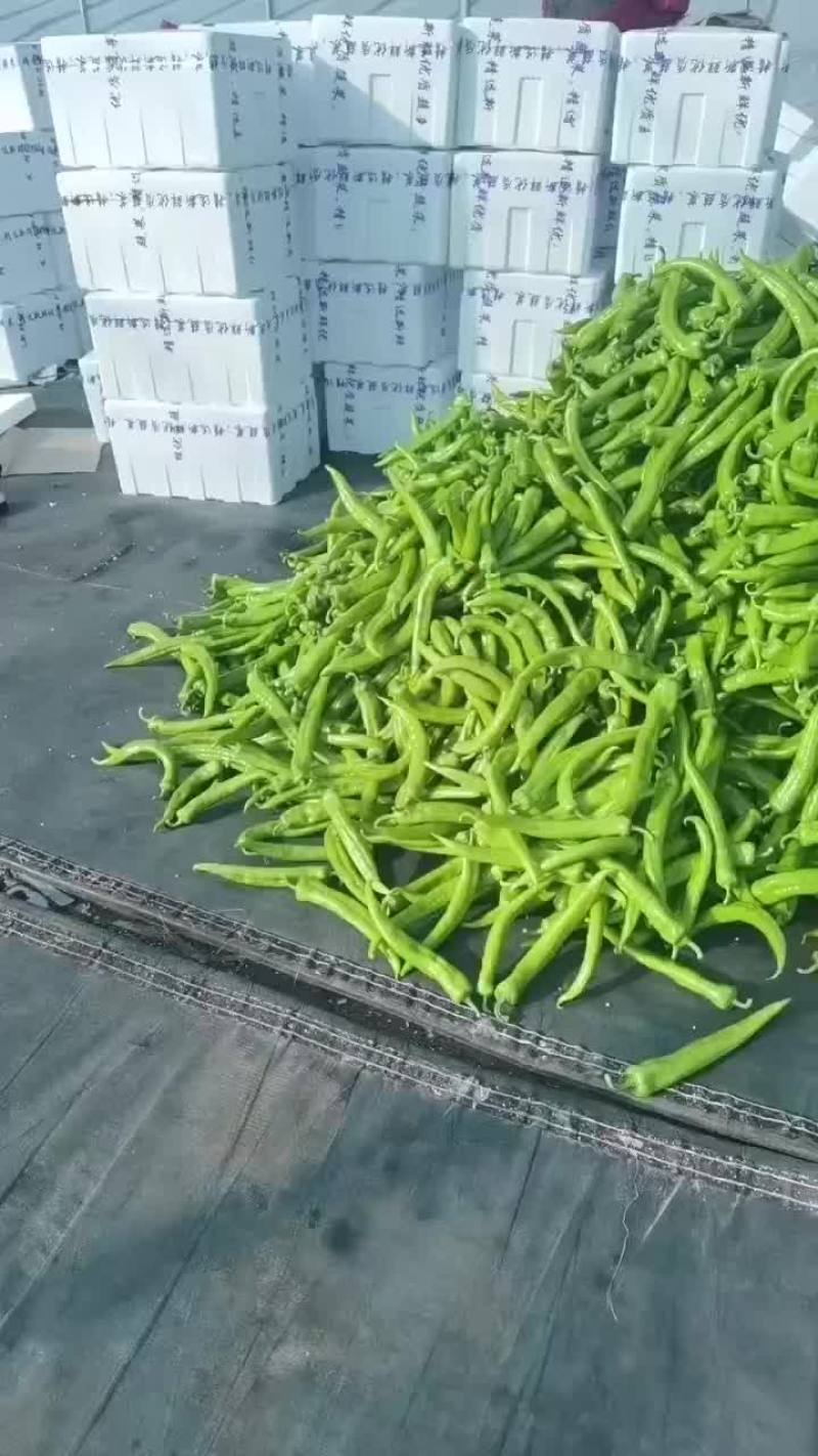 精品辣椒
