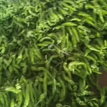 精品龙椒