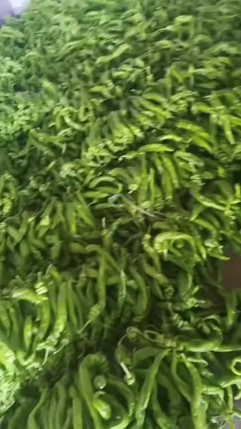 精品龙椒
