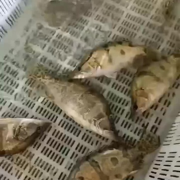 鳜鱼苗