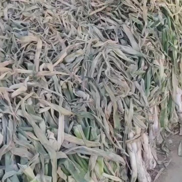 出售鸡腿葱高五十左右粗三个左右，口感好，味道浓