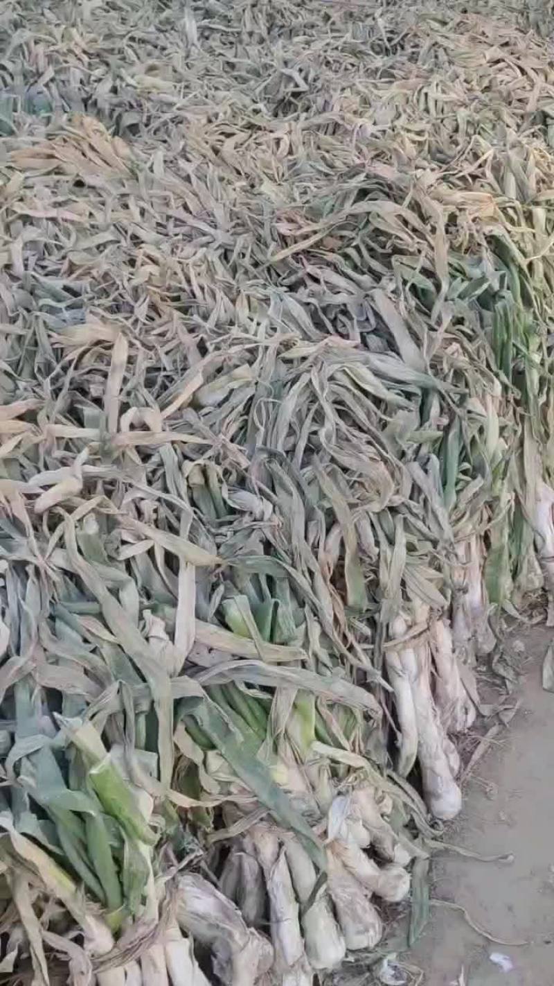 出售鸡腿葱高五十左右粗三个左右，口感好，味道浓