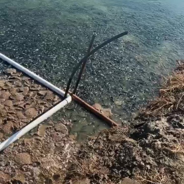 黑鱼苗