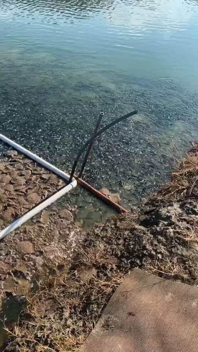 黑鱼苗