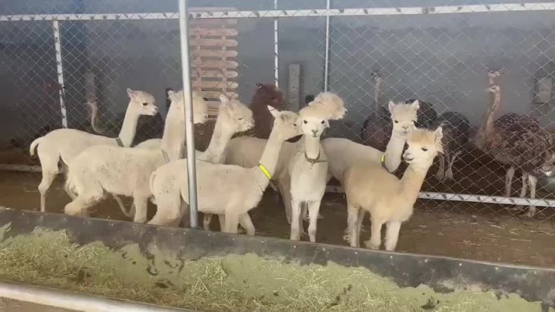 小羊驼成年羊驼规格齐全养殖观赏为一体可发货