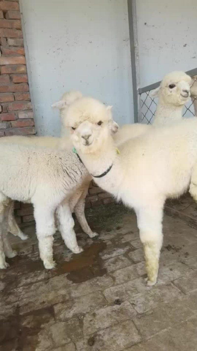 小羊驼成年羊驼规格齐全养殖观赏为一体可发货