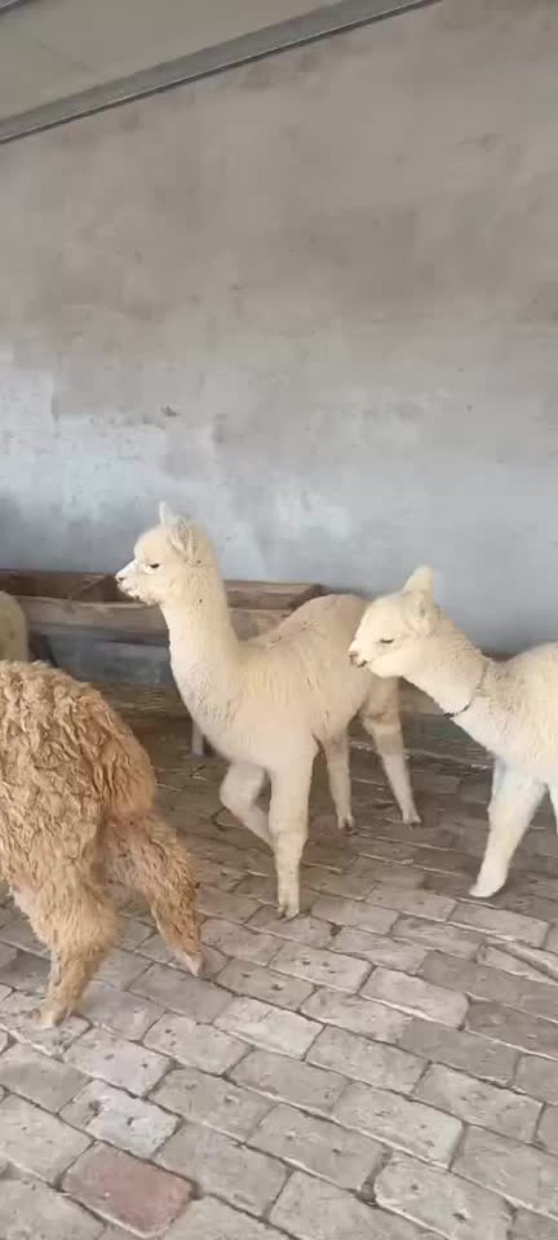 小羊驼成年羊驼规格齐全养殖观赏为一体可发货