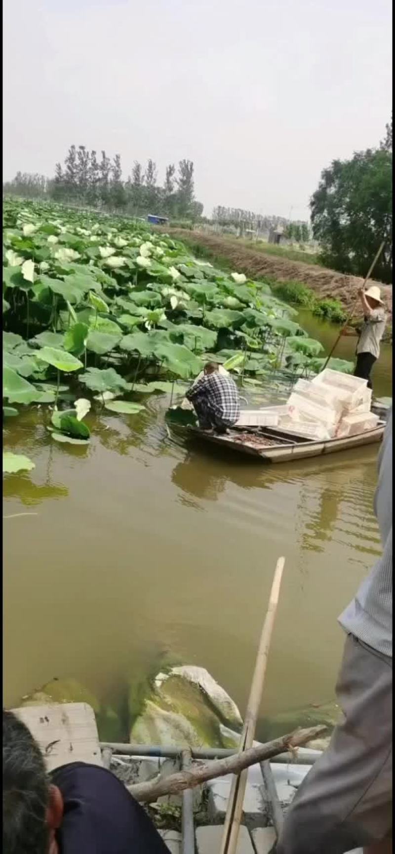 2023年小龙虾，虾苗，开始了，欢迎订购