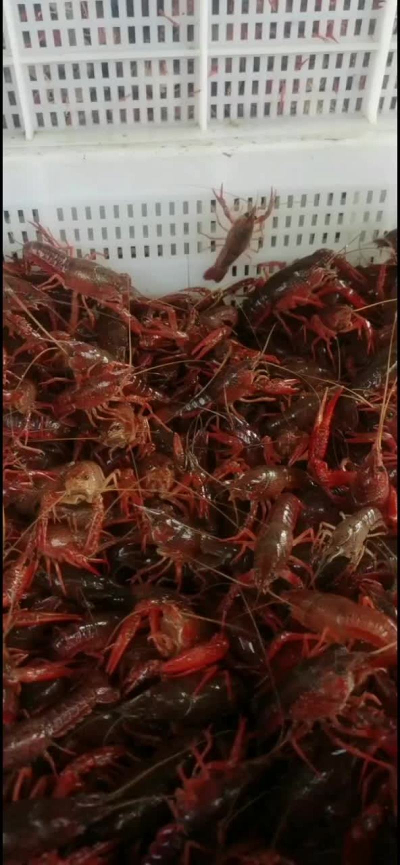 2023年小龙虾，虾苗，开始了，欢迎订购