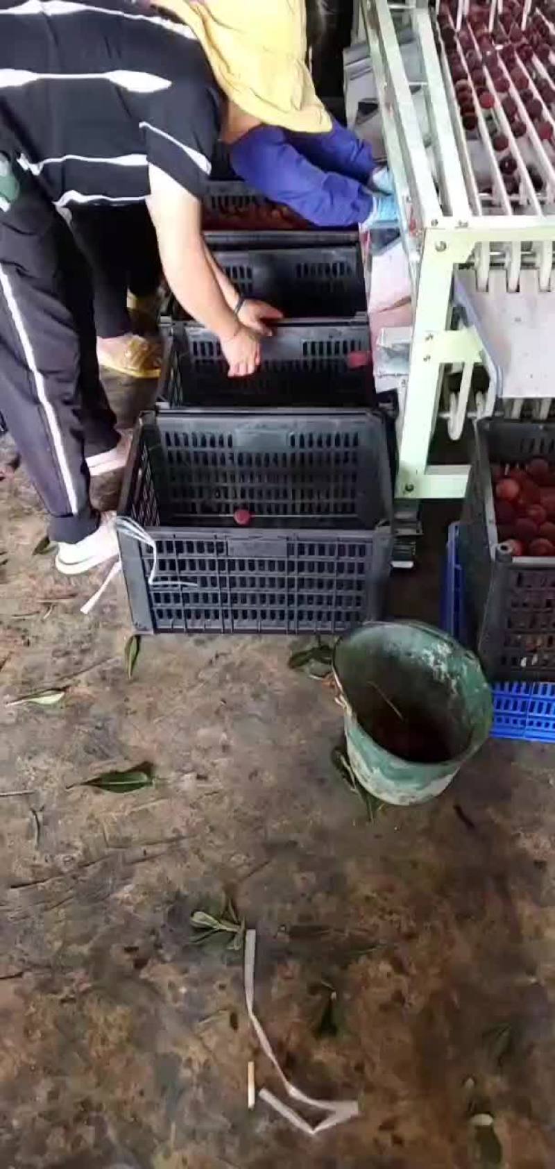 云南石屏杨梅，冷冻杨梅，，有无尘车间，今年新添水洗机。