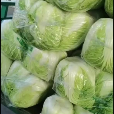 黄心大白菜