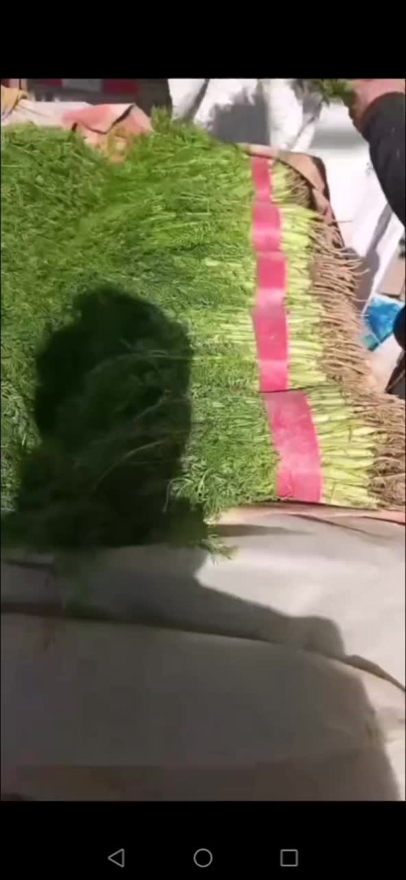 茴香苗