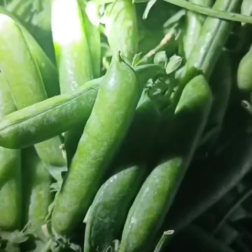 云南省红河石屏县长寿仁碗豆大量上市中