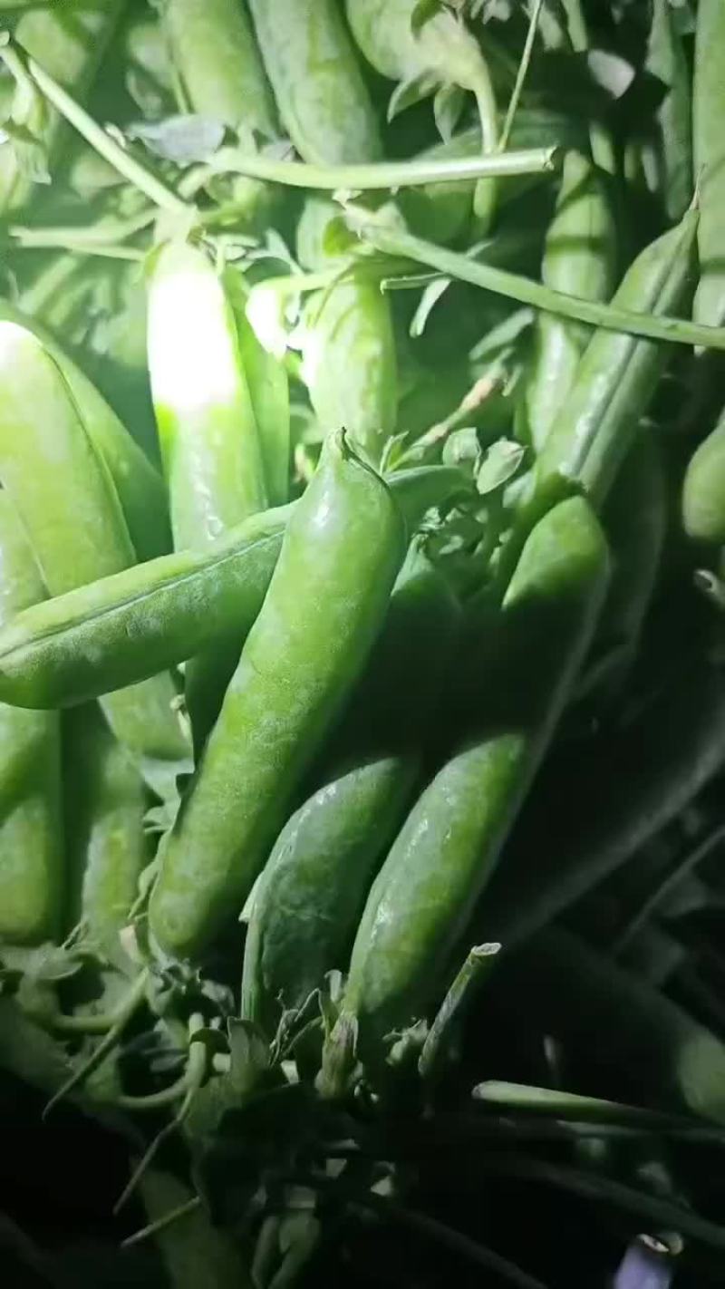 云南省红河石屏县长寿仁碗豆大量上市中