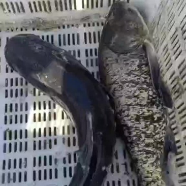 花莲