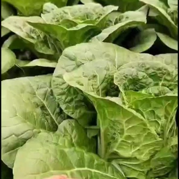 云南黄心白菜