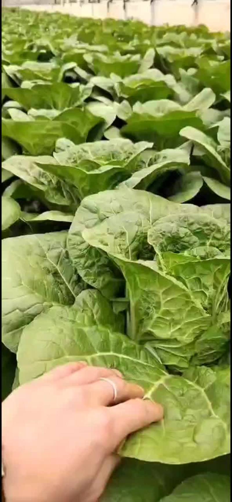 云南黄心白菜
