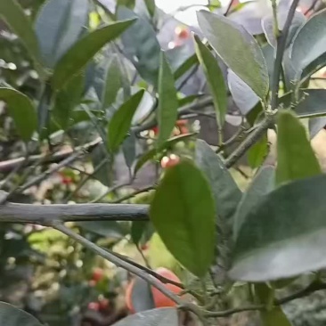 默科特