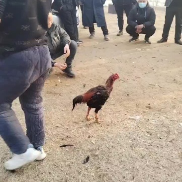 河南商丘精神斗鸡，百战百胜