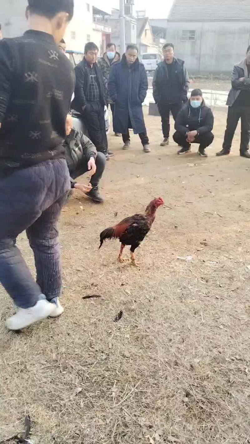 河南商丘精神斗鸡，百战百胜