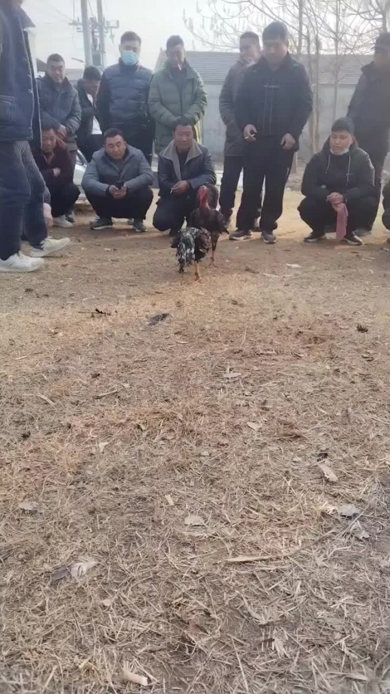 河南商丘精神斗鸡，百战百胜