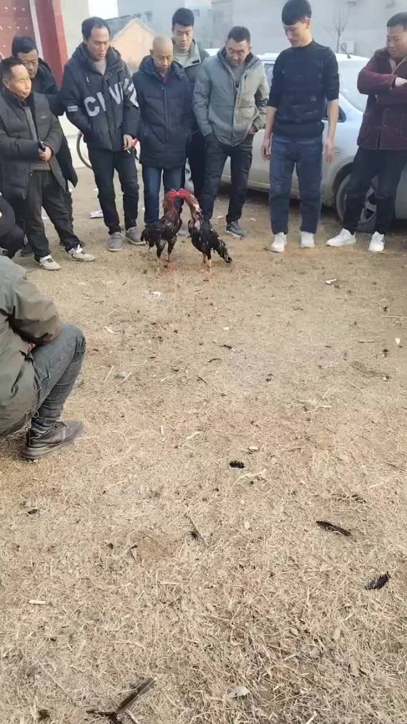 河南商丘精神斗鸡，百战百胜