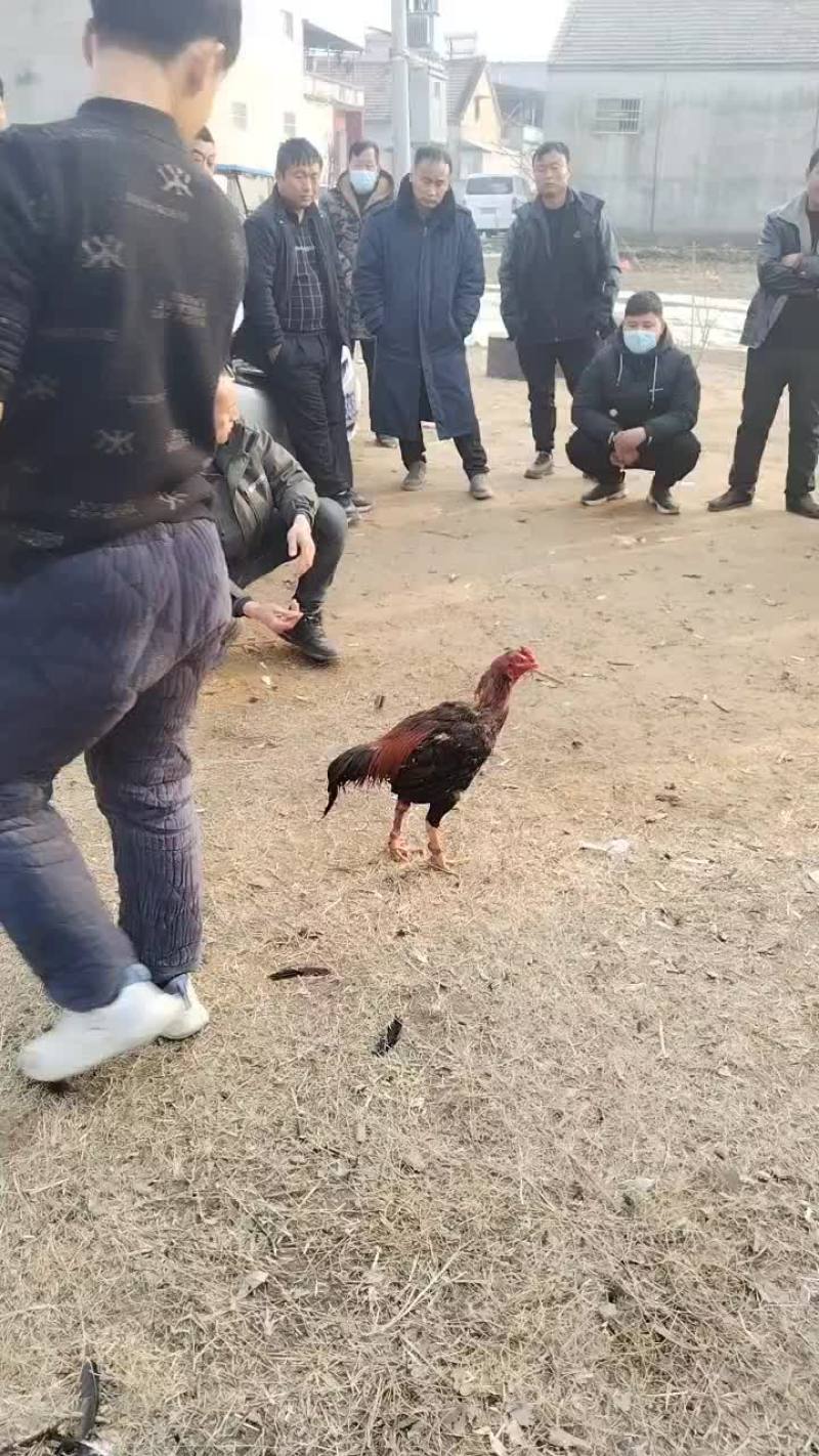 河南商丘精神斗鸡，百战百胜
