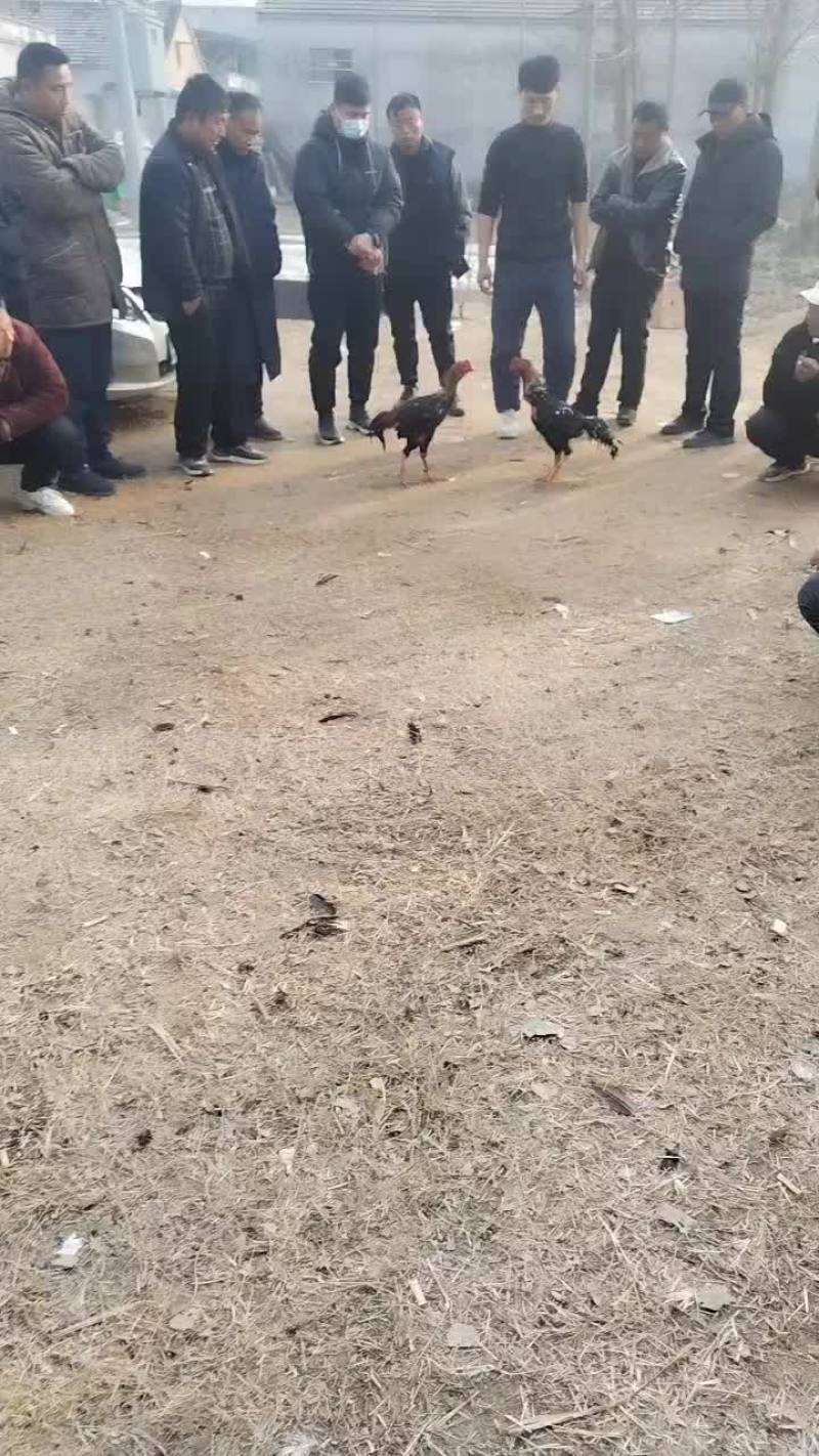 河南商丘精神斗鸡，百战百胜