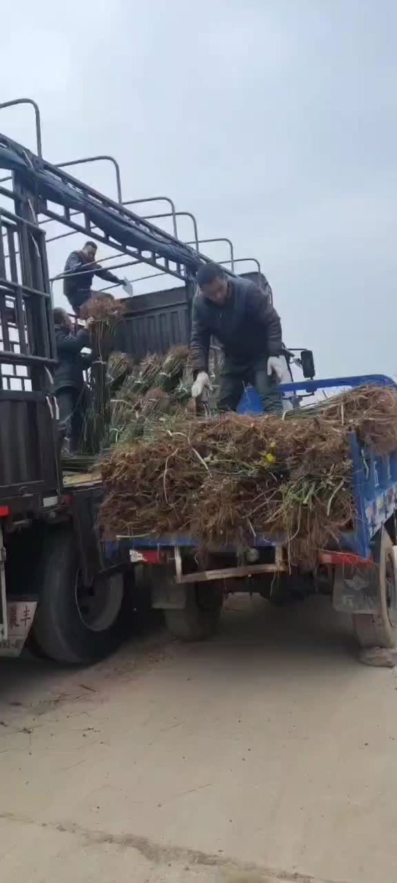 一年国槐苗