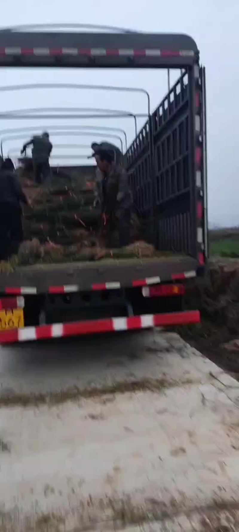一年国槐苗