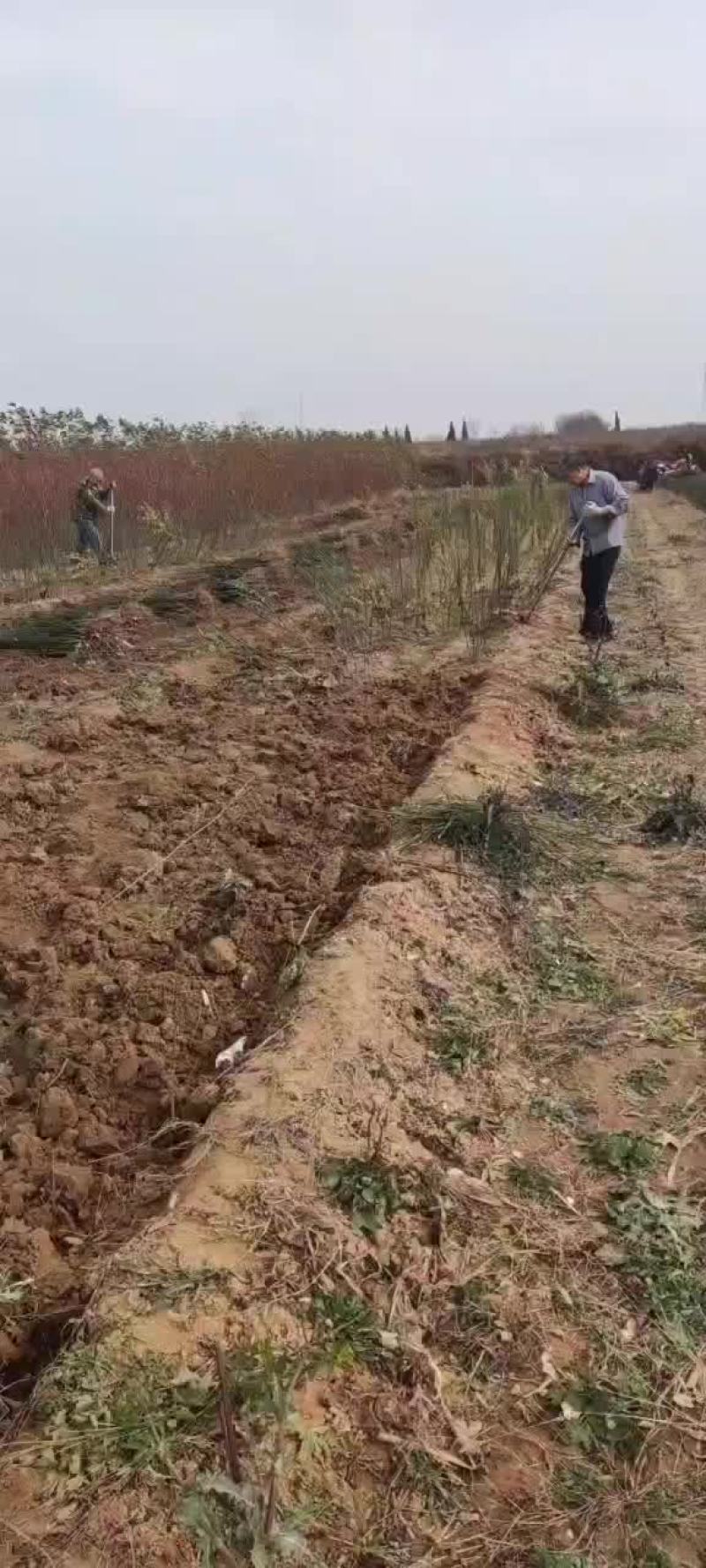 一年国槐苗