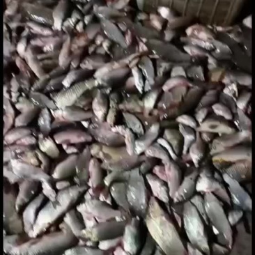 需要的抓紧联系啊私信吗