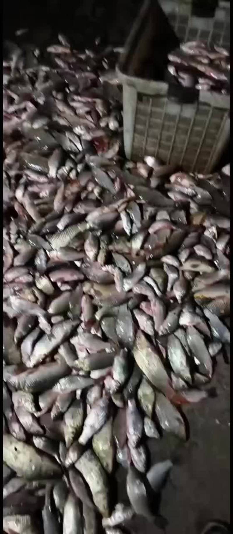 需要的抓紧联系啊私信吗
